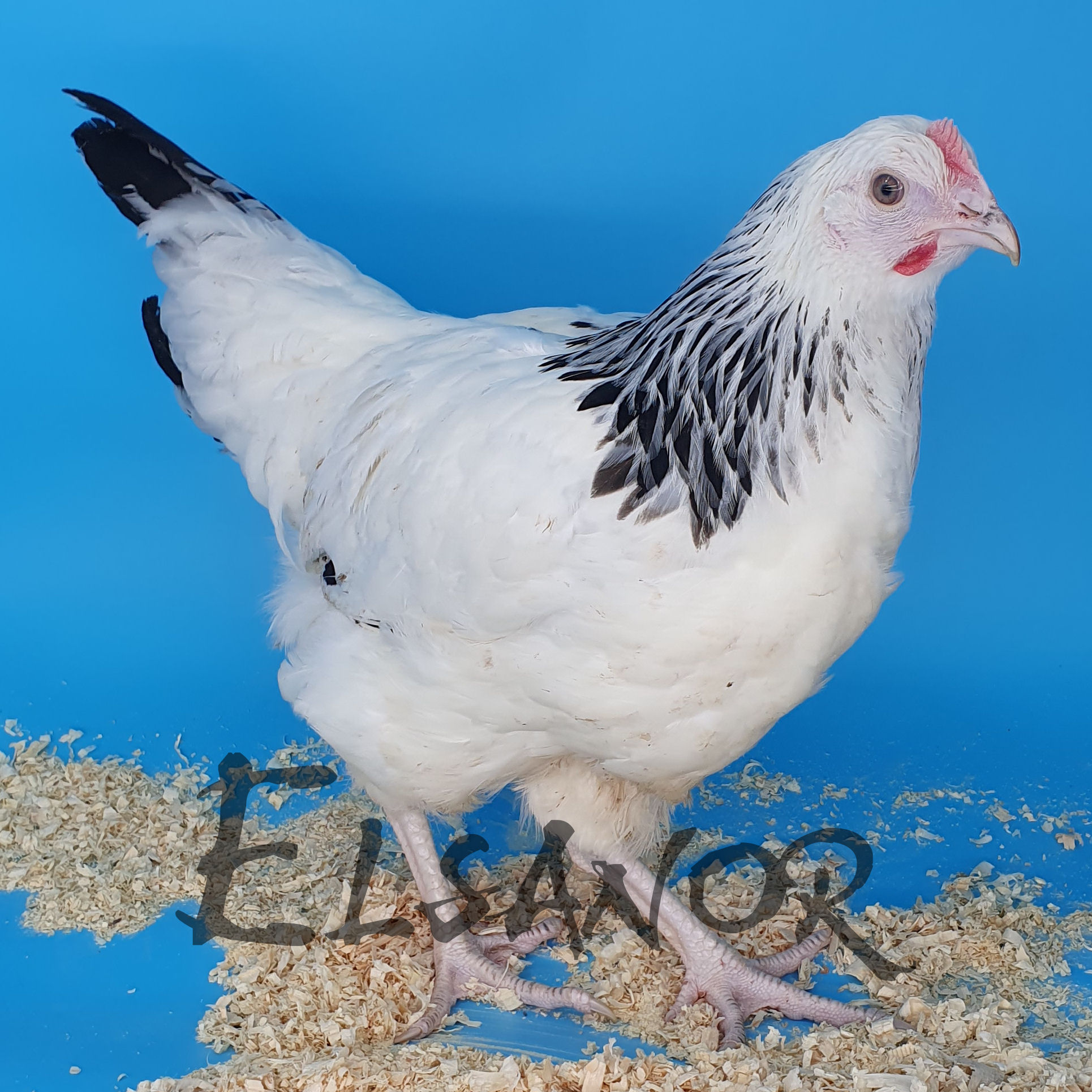 Poules de race Sussex