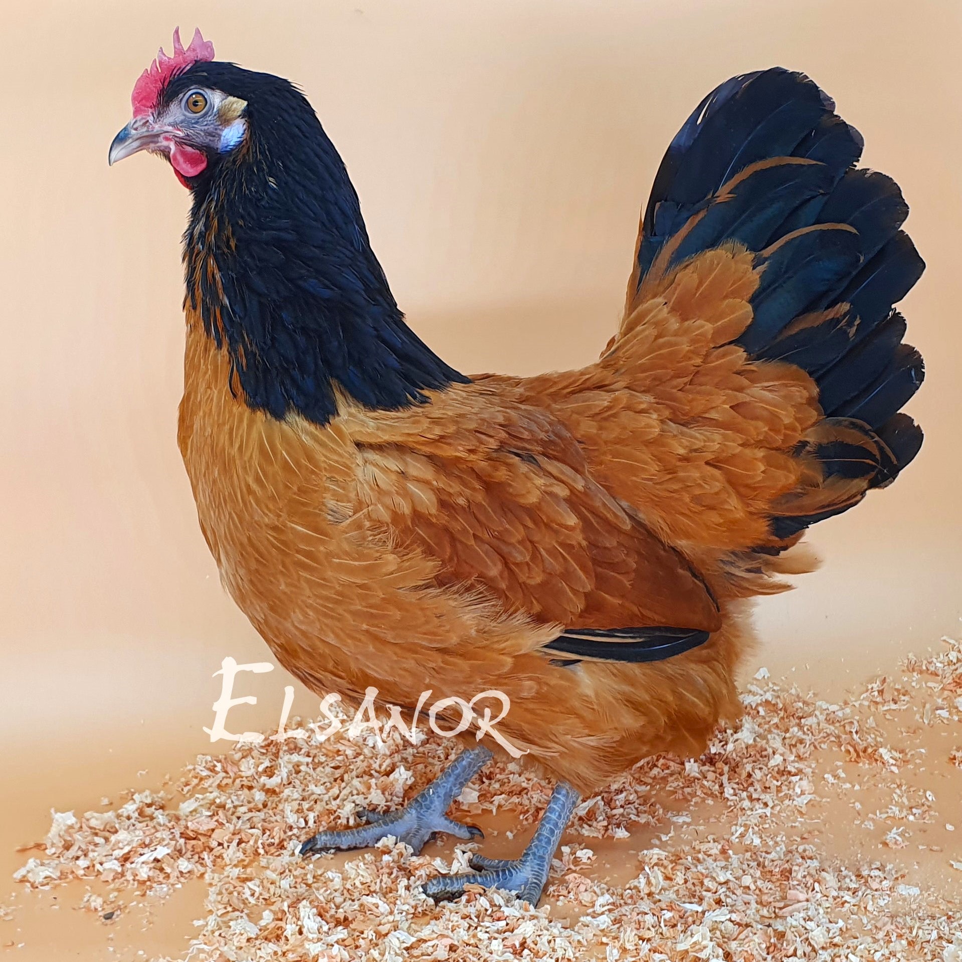 Poules de race Vorwerk