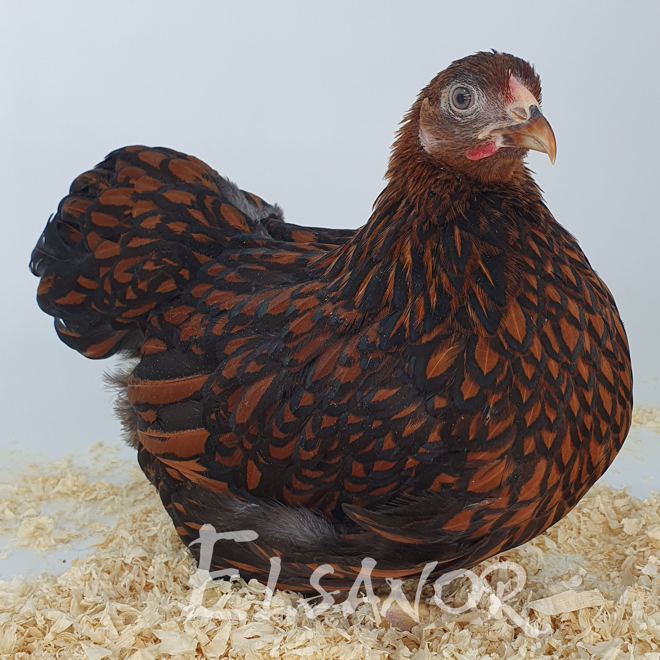 Poules de race Wyandotte nain