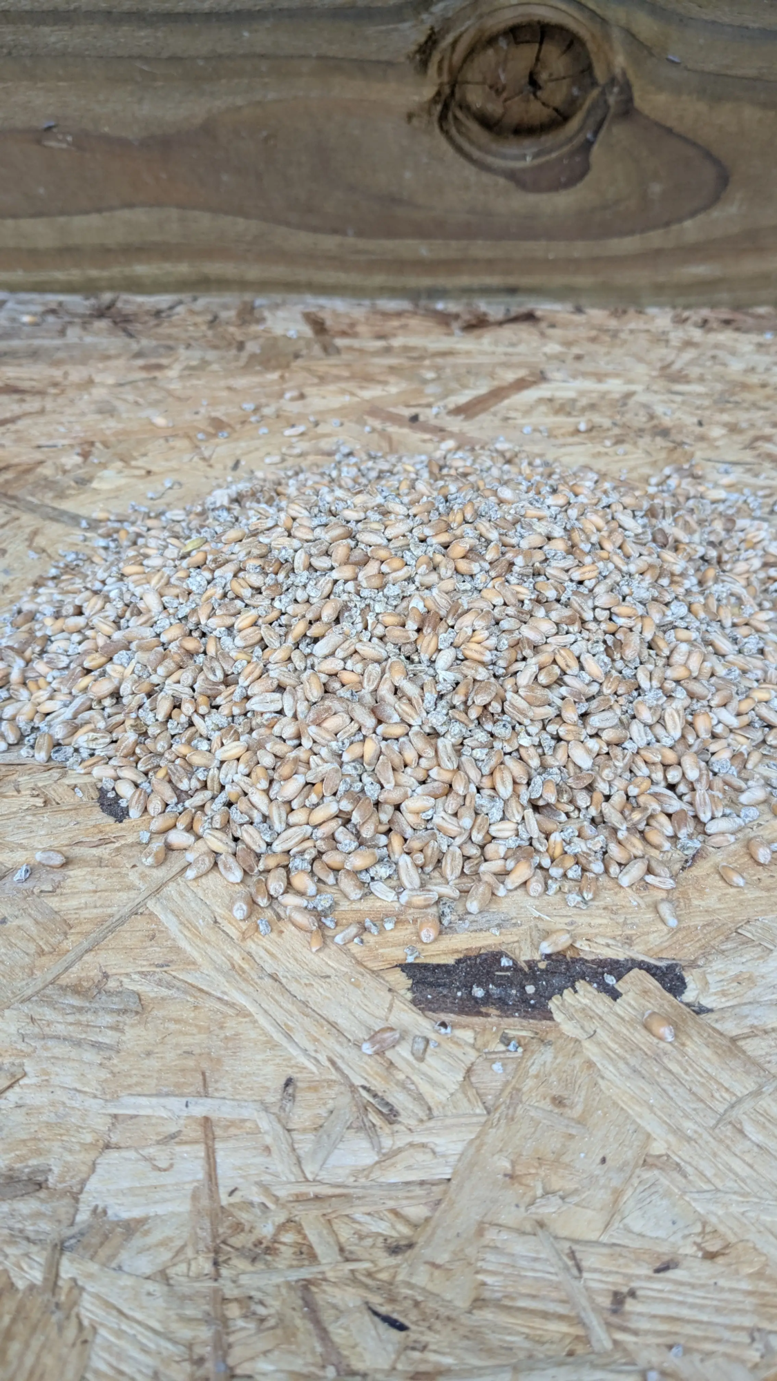 Nourriture à base de Graine pour poules