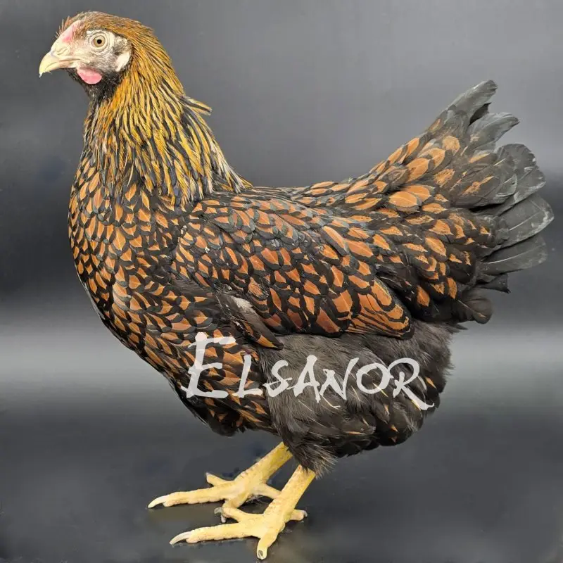 elsanor-elevage-selectionneur-poule-pondeuse-de-race-wyandotte-gr-dor-liser-noir_1
